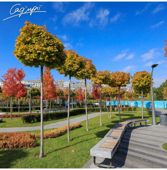 Клен гостролистий 'Globosum'