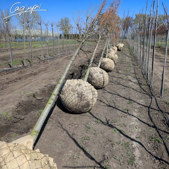 Липа крупнолистная 'Zelzate' - 6 Липа крупнолистная 'Zelzate' - 6