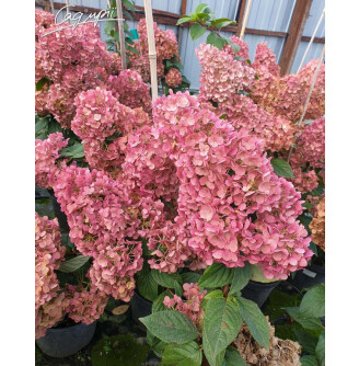 Гортензія волотиста 'Sundae Fraise' ®