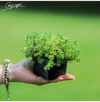 Очиток білий дрібноквітковий