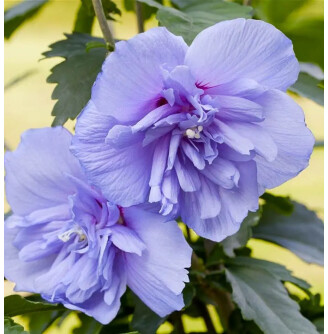 Гібіскус сірійський 'Blue Chiffon'