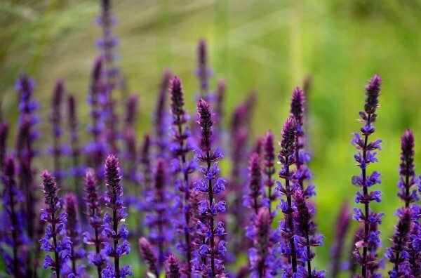 Готуємось до Трійці: “Сад мрії” дарує ЗНИЖКИ 