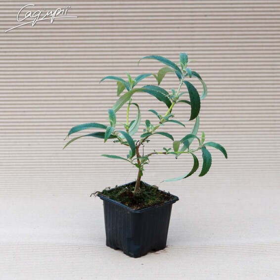 Буддлея Давида 'White Profusion' - 14