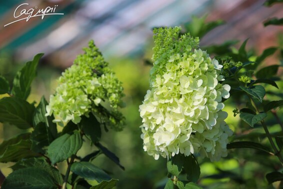 Гортензия метельчатая 'Magical Moonlight' ® - 6