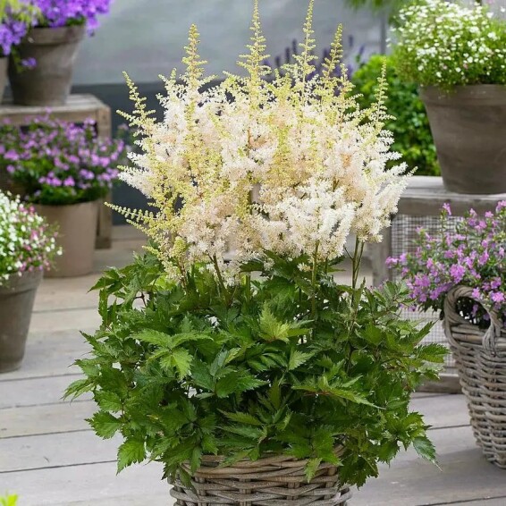 Астільба арендса 'Close Harmony' ® PBR - 1