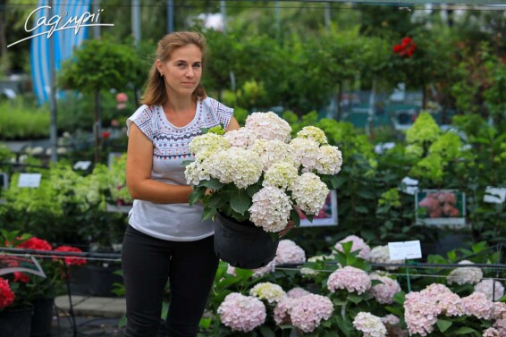 Гортензия крупнолистная 'Hovaria Hopaline'® - 5 Гортензия крупнолистная 'Hovaria Hopaline'® - 5