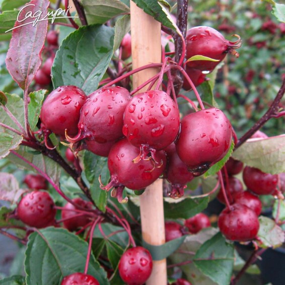 Яблуня 'Red Obelisk'® - 5