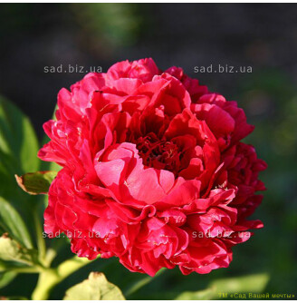 Півонія трав'яниста 'Carol'