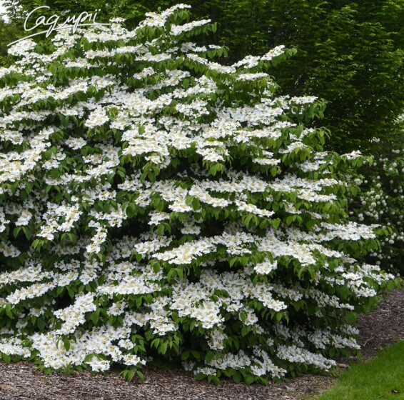 Дерен Коуза - 2 Дерен Коуза - 2