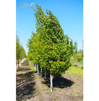 Береза плакуча 'Fastigiata'