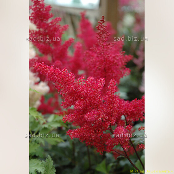 Астільба японьска 'Montgomery'® - 3