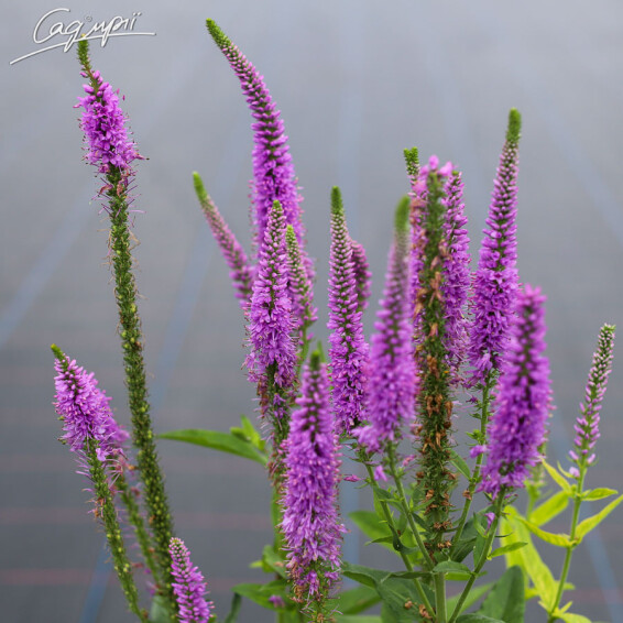 Вероніка довголиста 'Eveline' - 6