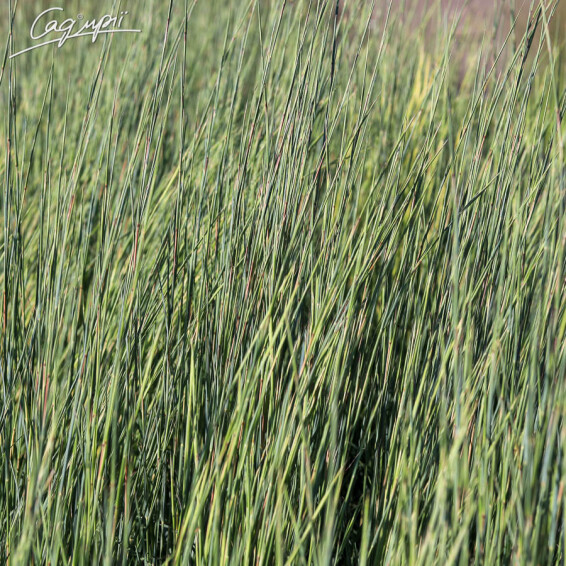 Бородач Жерарда - 3 Бородач Жерарда - 3