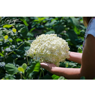 Гортензія деревовидна 'Hills of Snow'