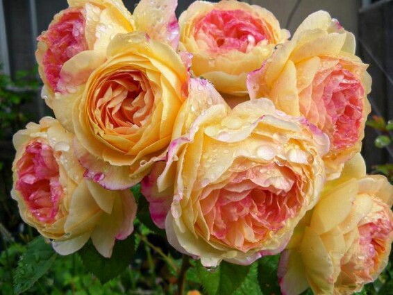 Роза 'Janon' - 3