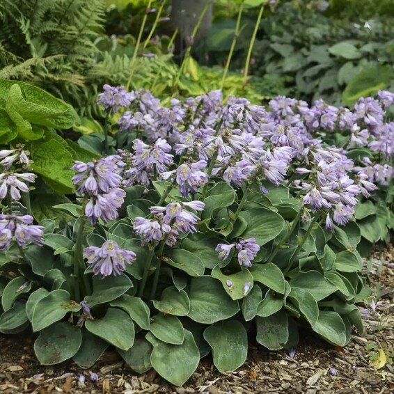 Хоста 'Blue Mouse Ears' - 1 Хоста 'Blue Mouse Ears' - 1