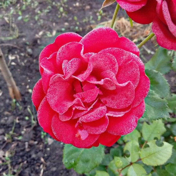 Роза бордюрная 'Cordula' - 2 Роза бордюрная 'Cordula' - 2