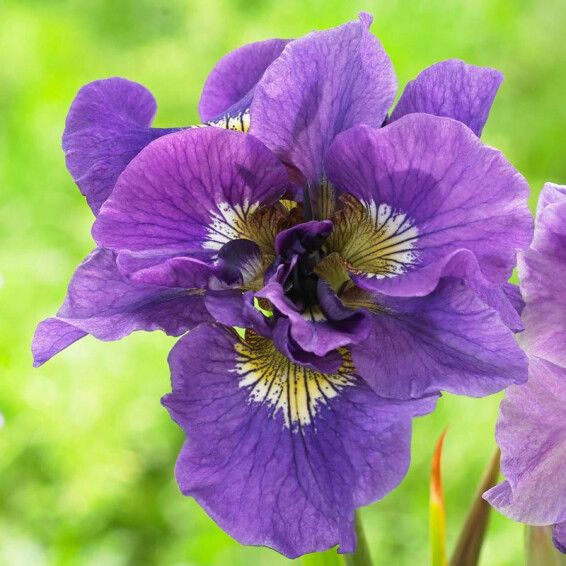 Ирис сибирский 'Double Standard' - 1