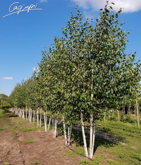 Береза гімалайська 'Doorenbos' #3, С69 14--16 400-450 St. 1/2 - 5 Береза гімалайська 'Doorenbos' #3, С69 14--16 400-450 St. 1/2 - 5