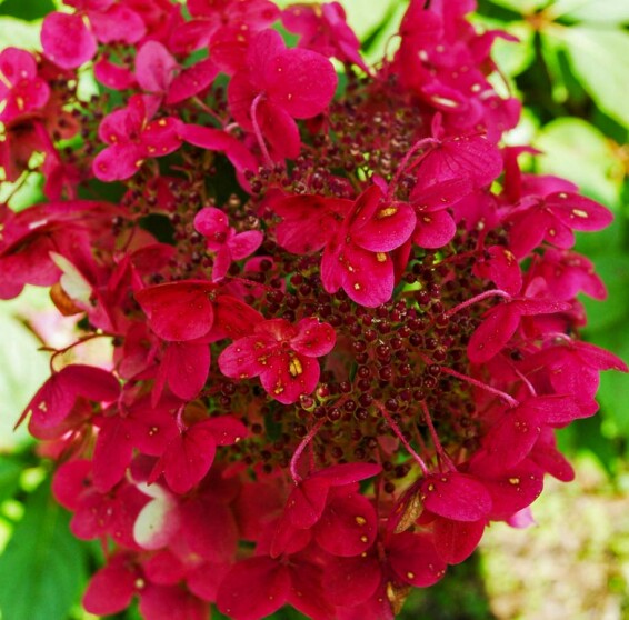 Гортензия метельчатая 'Wim's Red' ® - 2 Гортензия метельчатая 'Wim's Red' ® - 2