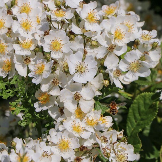 Роза многоцветковая - 7 Роза многоцветковая - 7