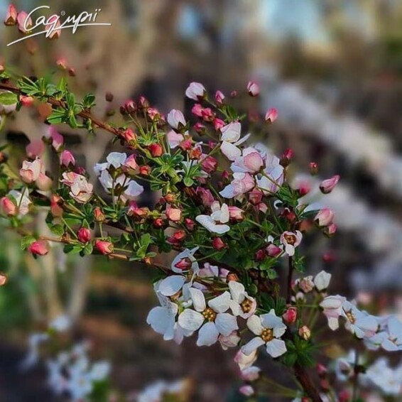 Спірея тунберга 'Fujino Pink' - 1