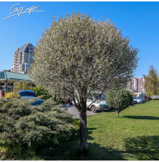 Вишня кулевидна 'Umbraculifera'