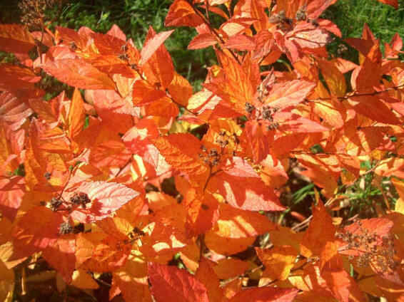 Спирея японская 'Firelight' - 2 Спирея японская 'Firelight' - 2