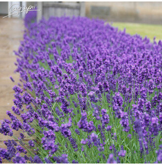 Лаванда вузьколиста 'Munstead'