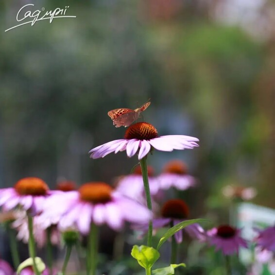 Эхинацея пурпурная ‘Magnus’ - 2