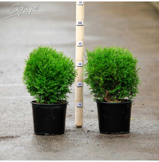 Туя западная 'Tiny Tim'