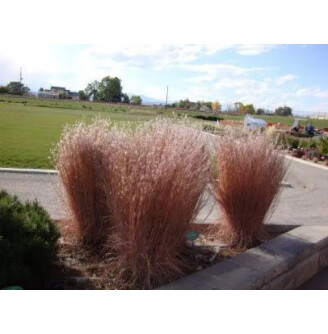 Бородач волотистий (Схизахіріум) 'Blaze'