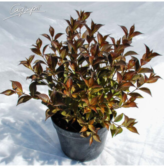 Вейгела квітуча 'Nana Purpurea'