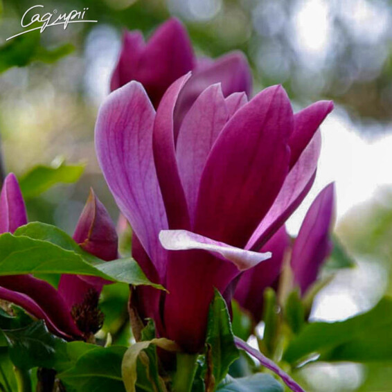 Магнолія лілієквіткова 'Nigra' - 2