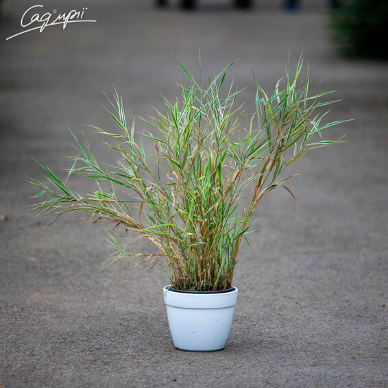 Лисохвост луговой 'Aureovariegatus', C2 - - 1