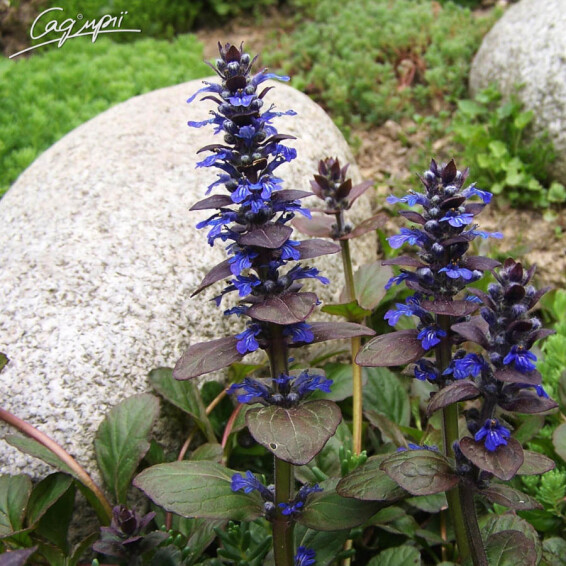 Живучка ползучая - 3