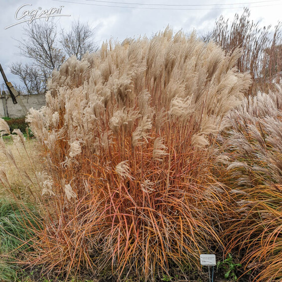 Мискантус китайский 'Herman Mussel' - 5