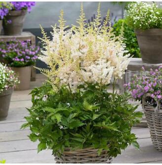 Астільба арендса 'Close Harmony' ® PBR