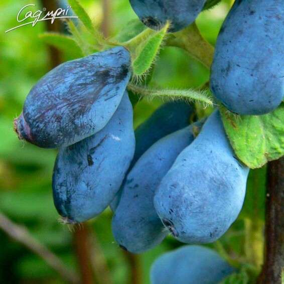 Жимолость блакитна 'Tundra' - 1