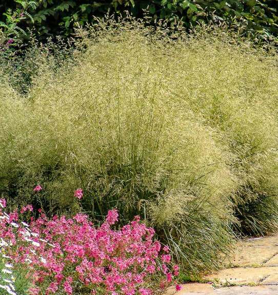 Щучник дернистий 'Goldtau' - 1