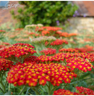 Деревій звичайний 'Walter Funcke'