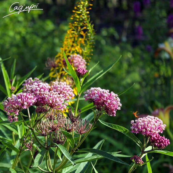 Ваточник м'ясо-червоний 'Cinderella', C3 - - 2