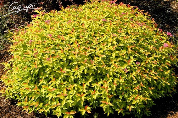 Спирея японская 'Goldflame' - 1 Спирея японская 'Goldflame' - 1