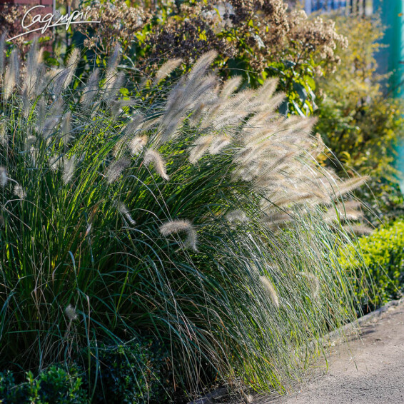 Перистощетинник волосистый - 8