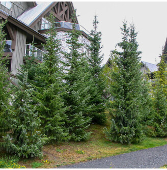 Ялина сербська