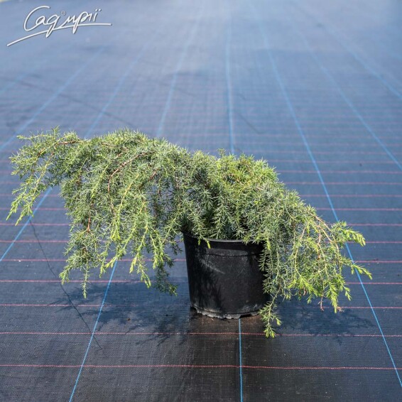 Ялівець звичайний 'Horstmann' #1, C20 150-175 - 2