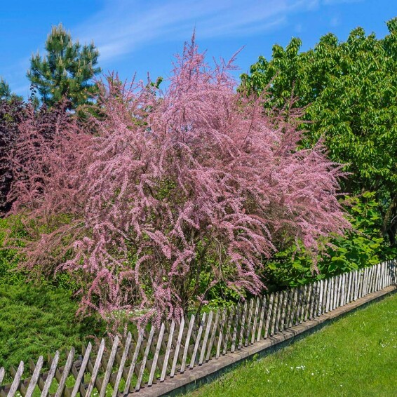 Тамарикс дрібноцвітковий - 1 Тамарикс дрібноцвітковий - 1