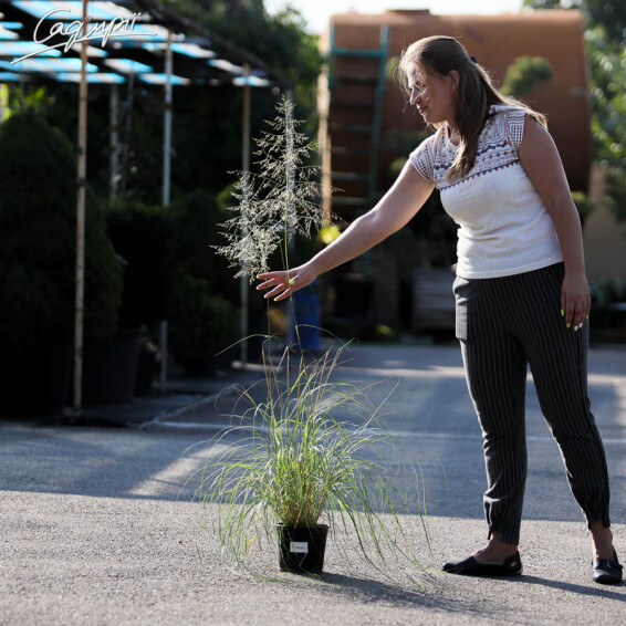 Споробол повітряний - 5