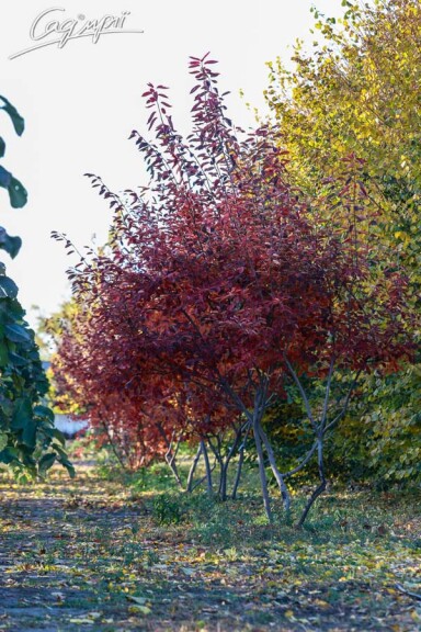 Ирга Ламарка #7, WRB MST - - - 7 Ирга Ламарка #7, WRB MST - - - 7