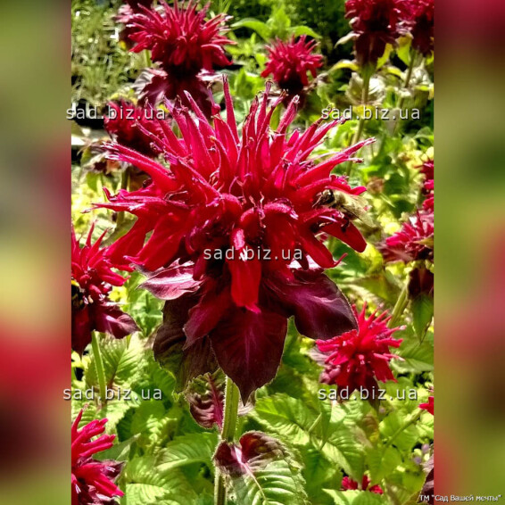 Монарда гибридная 'Fireball' - 3 Монарда гибридная 'Fireball' - 3